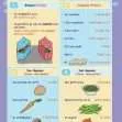 Common Entrance KS3 French Revision Book