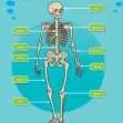 KS2 Science: Biology: Our Bodies, How They Grow & Move