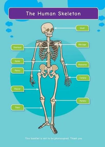 KS2 Science: Biology: Our Bodies, How They Grow & Move