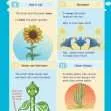 KS2 Science: Biology: Plant Growth & Lifecycles