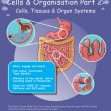 CE/KS3 Science: Biology: Cells & Organisation - Cells, Tissues & Organ Systems (Part 2)