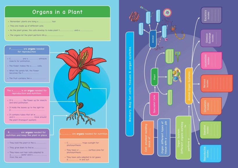 Common Entrance KS3 Science Revision Mind Map