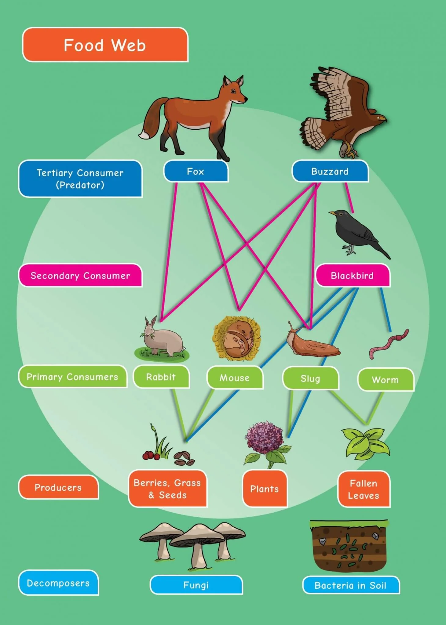 Common Entrance KS3 Science Revision Mind Map