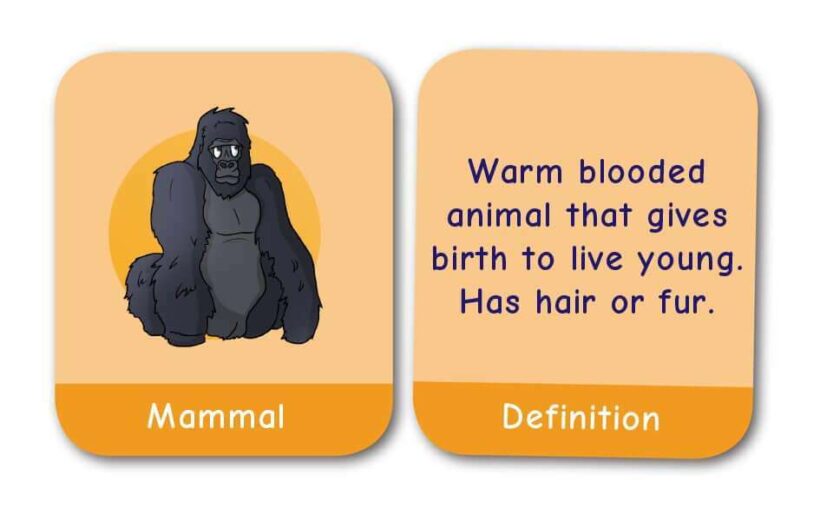 CE/KS3 Pairs Game: Biology - BACK IN STOCK!