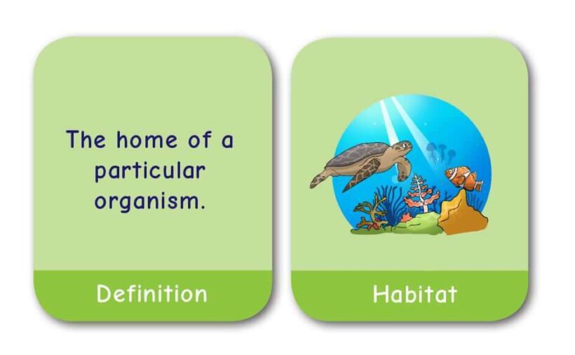 CE/KS3 Pairs Game: Biology - BACK IN STOCK!