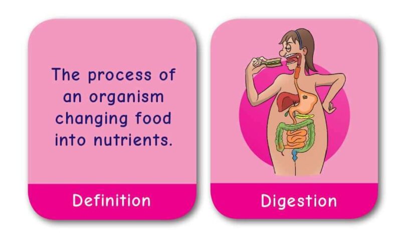 CE/KS3 Pairs Game: Biology - BACK IN STOCK!