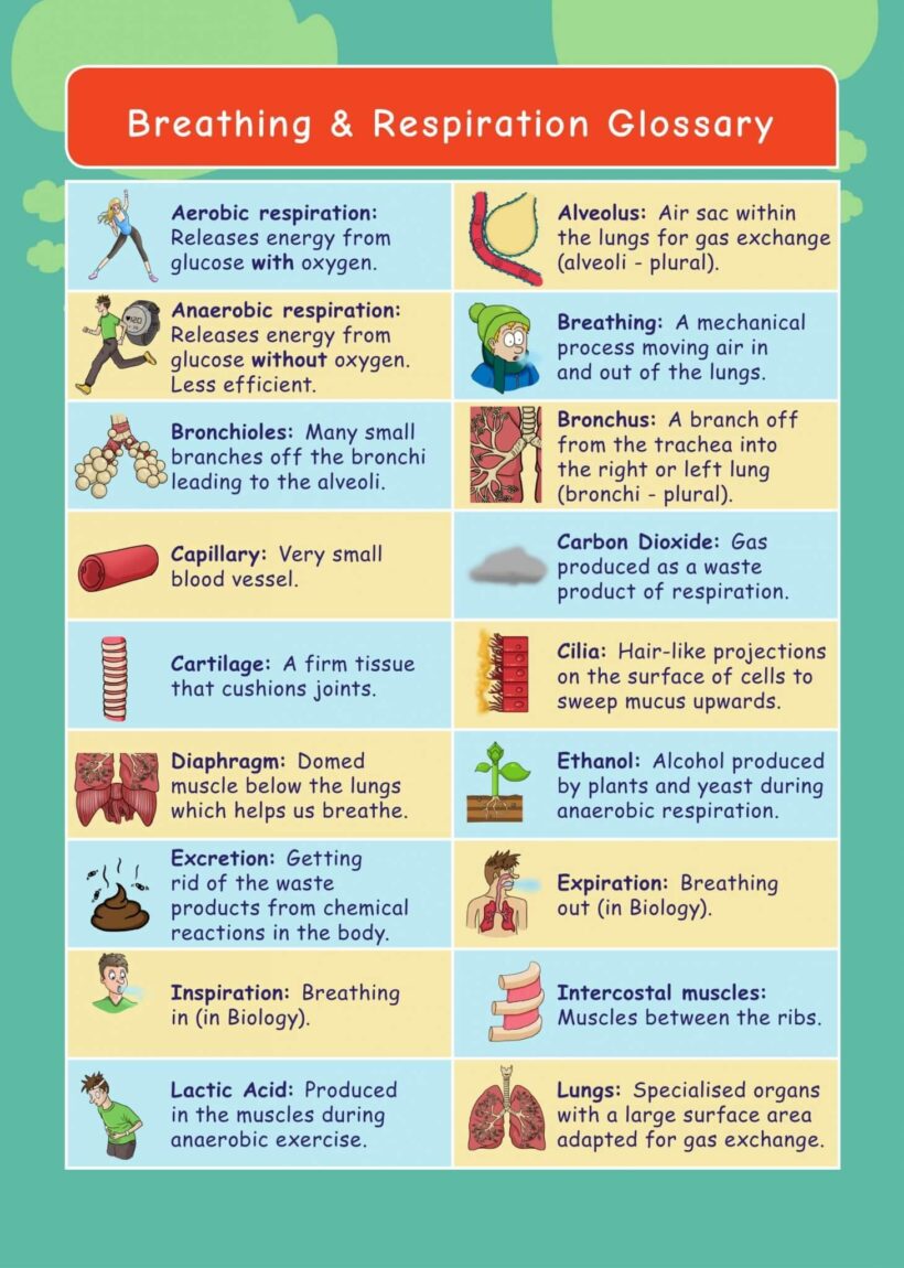 CE/KS3 Science: Biology: Breathing & Respiration