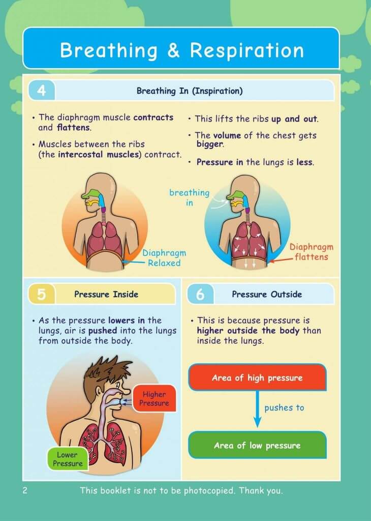 Breathing & Respiration KS3 Biology | Resources For Dyslexics