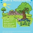 CE/KS3 Science: Biology: Plants & Photosynthesis