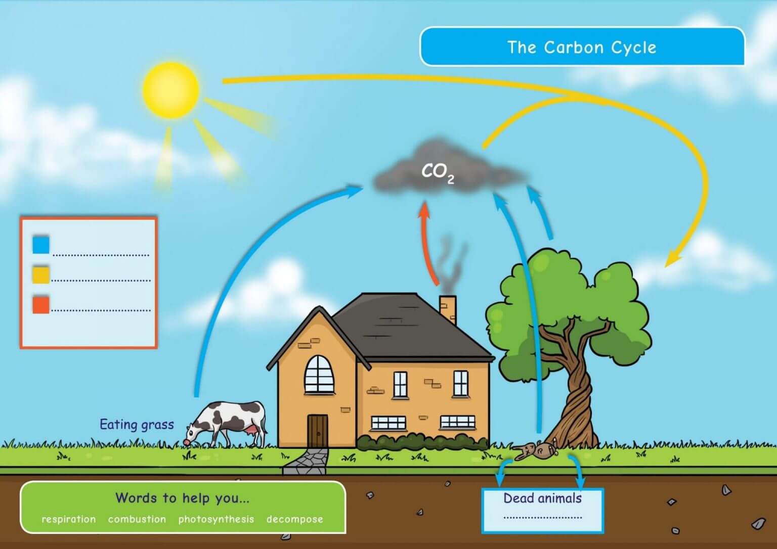 CE KS3 Biology: Plants & Photosynthesis | Resources For Dyslexics
