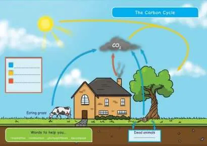 CE/KS3 Science: Biology: Plants & Photosynthesis