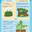 CE/KS3 Science: Biology: Plants & Photosynthesis