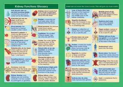 GCSE/KS4 Biology: Kidney Function