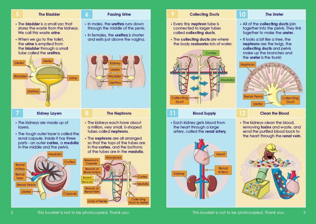 Kidney Function Notes GCSE/KS4 Biology | Kidney Function | Resources For Dyslexics
