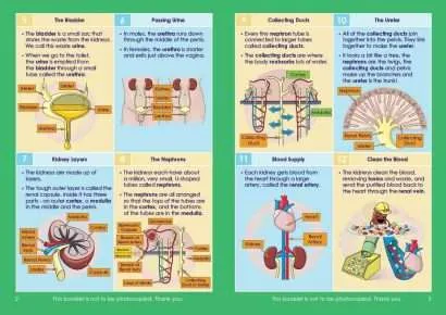 GCSE/KS4 Biology: Kidney Function