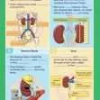 GCSE/KS4 Biology: Kidney Function