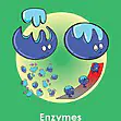 GCSE/KS4 Biology: Enzymes