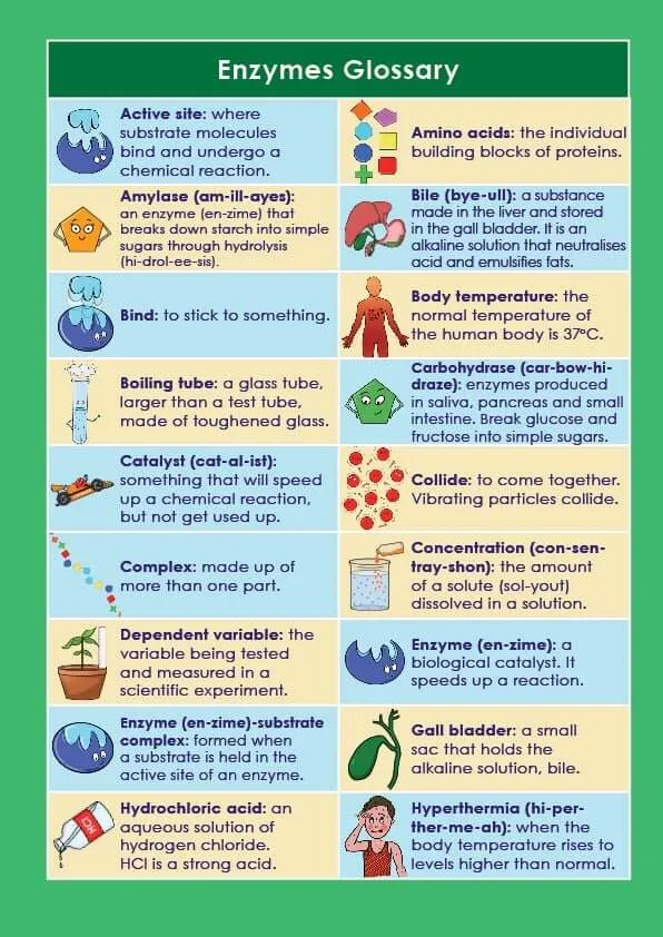 GCSE/KS4 Biology: Enzymes