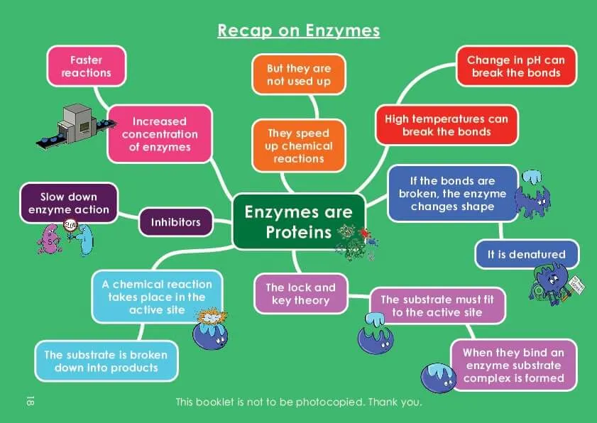 GCSE/KS4 Biology: Enzymes