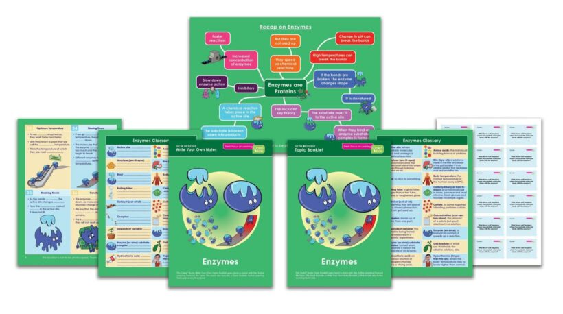 GCSE/KS4 Biology: Enzymes