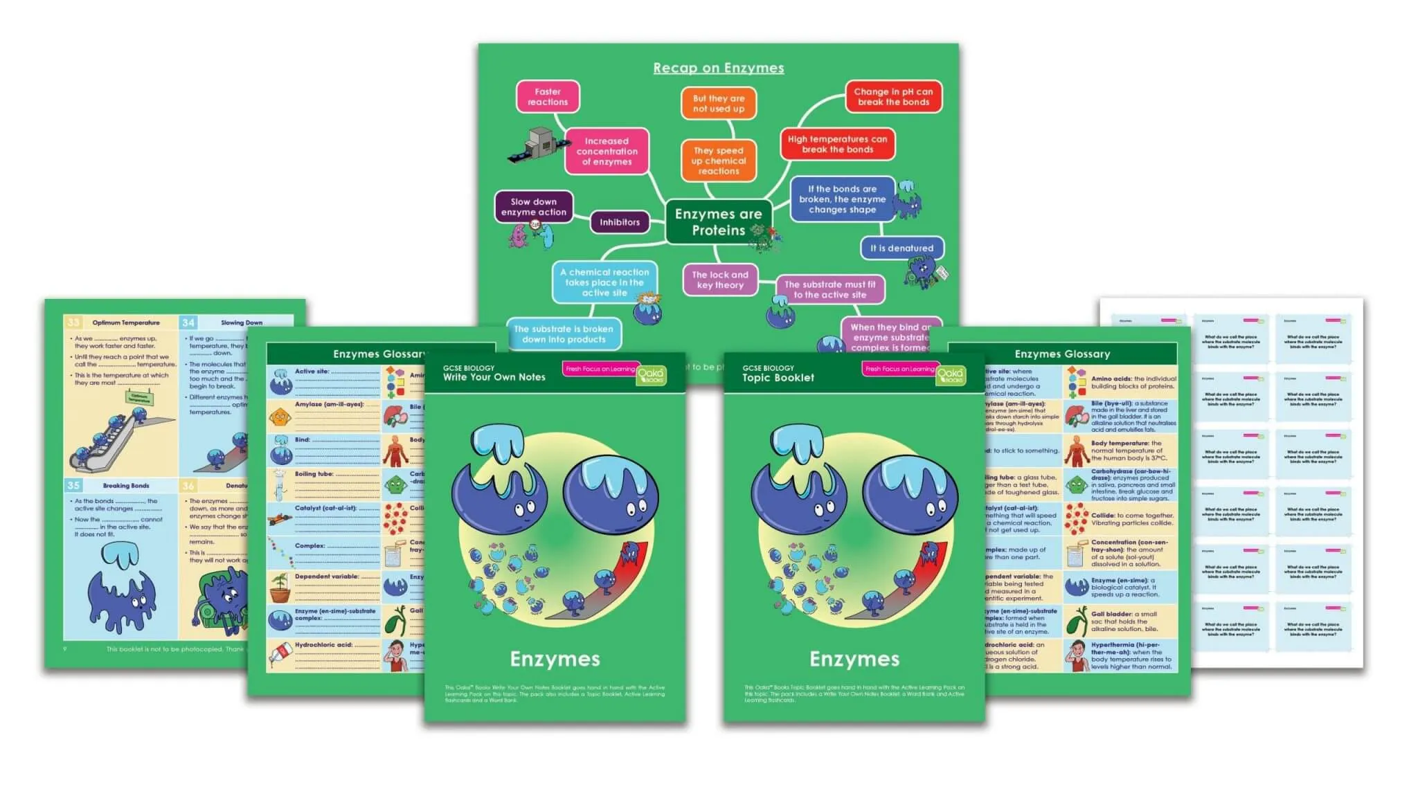 GCSE/KS4 Biology: Enzymes