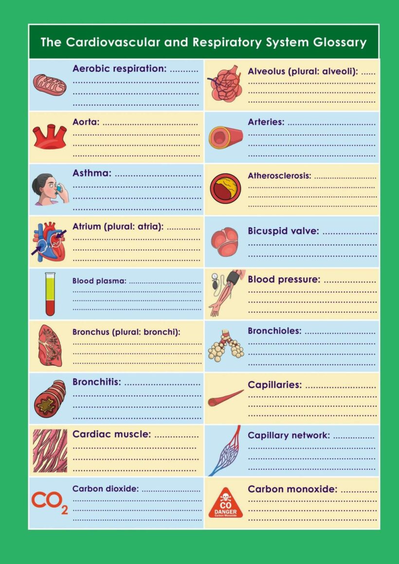GCSE/KS4 Biology: The Cardiovascular and Respiratory System