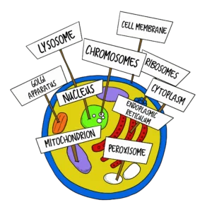 Multisensory
